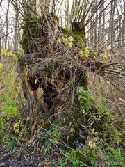 Alte Kopfweide auf dem Kühkopf bei Erfelden