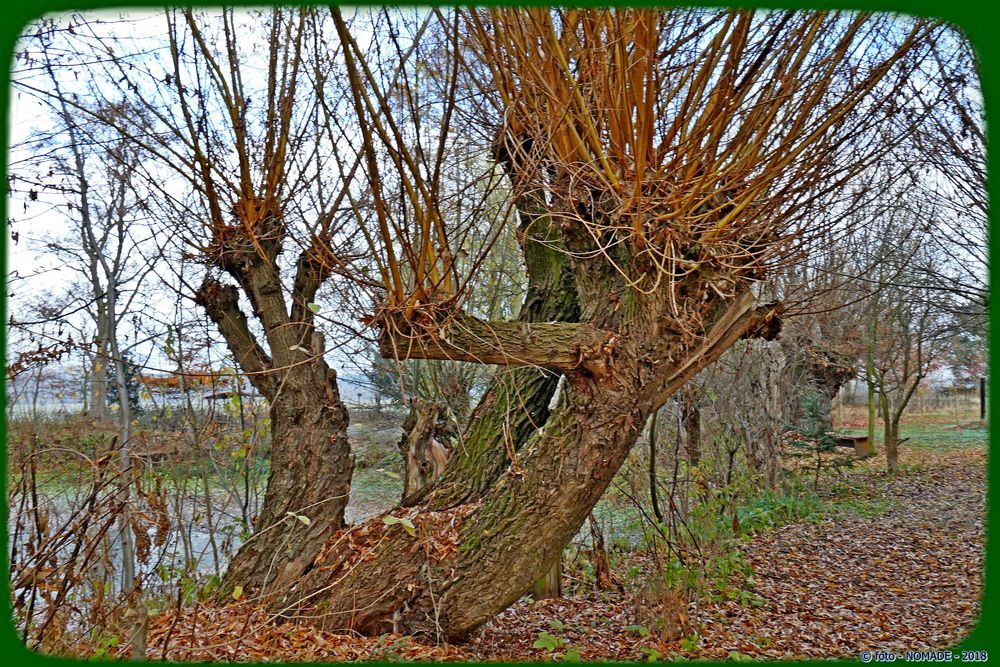  Alte Kopfweiden am Teich 