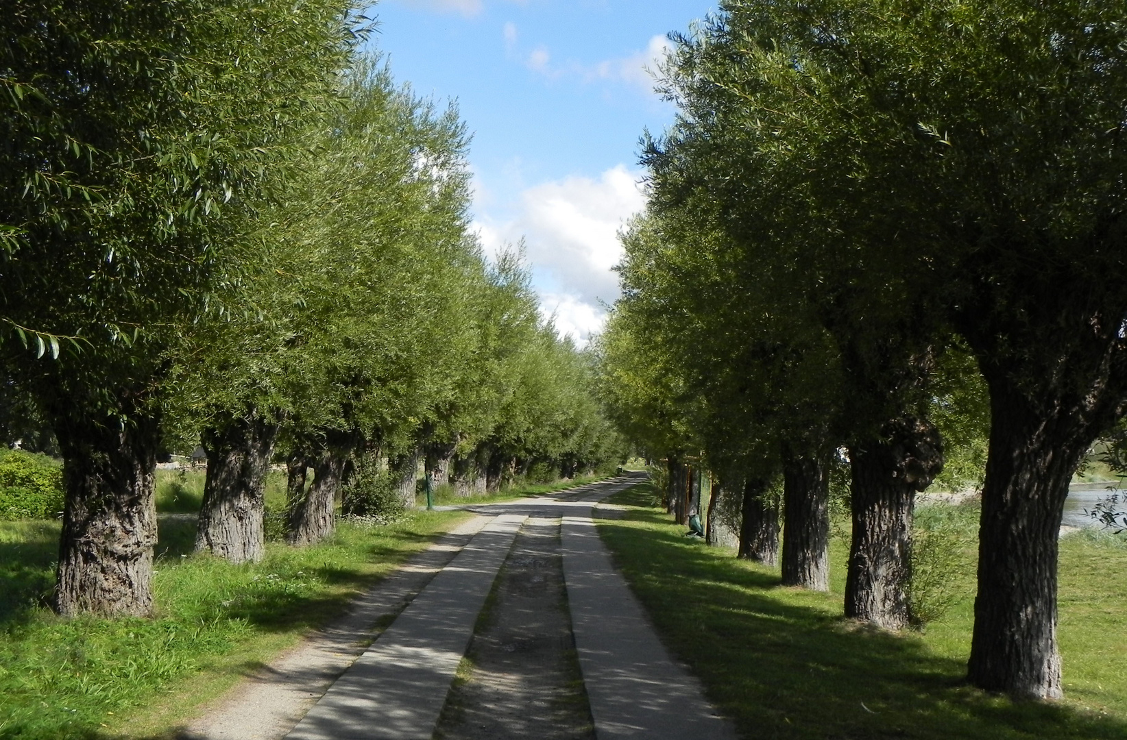 Alte Kopfweidenallee in Neuendorf (Rügen) 