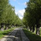 Alte Kopfweidenallee in Neuendorf (Rügen) 