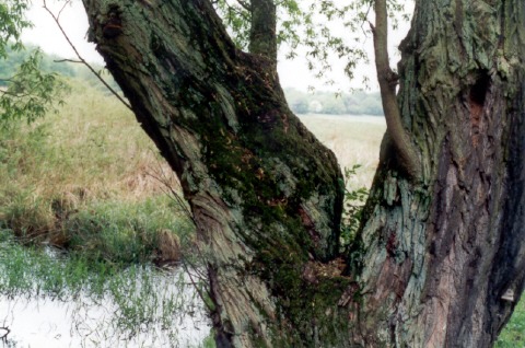 Alte Korbweide auf Kramers Heide