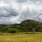 Alte Korkeiche auf Sardinien