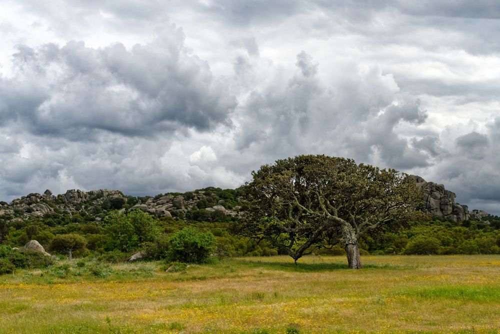 Alte Korkeiche auf Sardinien