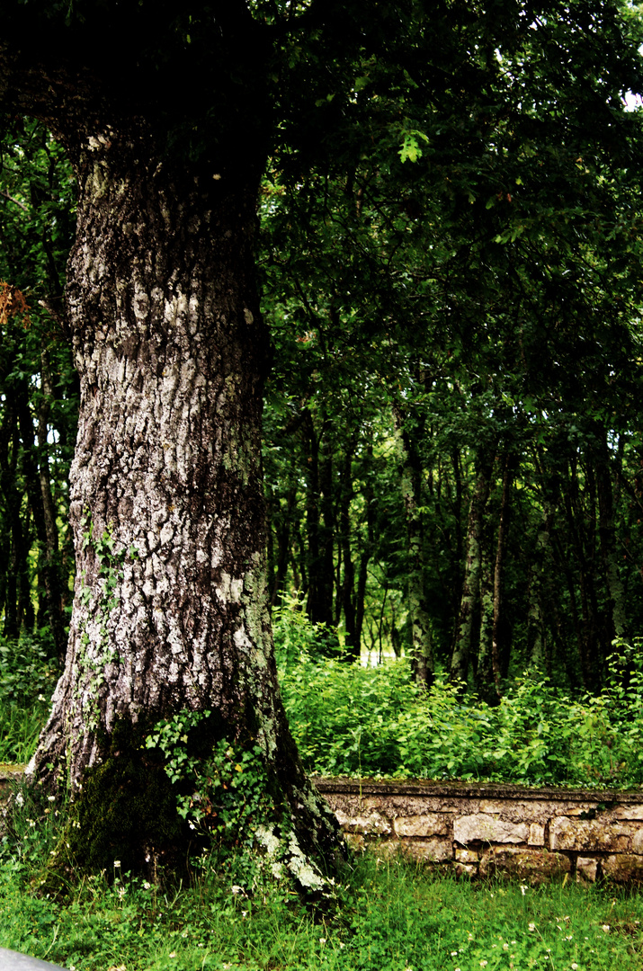 alte Kraftplätze in der Natur