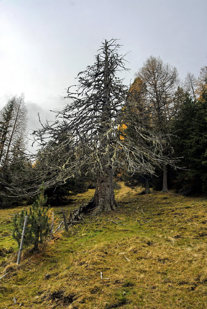 alte Lärche in Kärnten