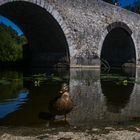 Alte Lahnbrücke mit Ente