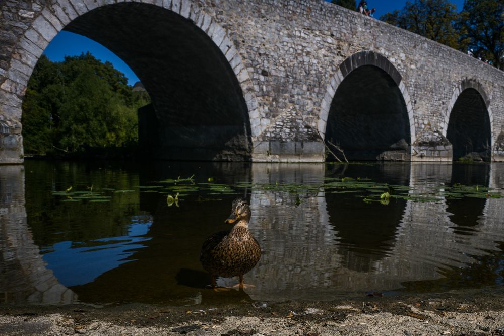 Alte Lahnbrücke mit Ente