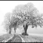 " Alte Langenbacher Straße/ Bad Steben Oberfranken "