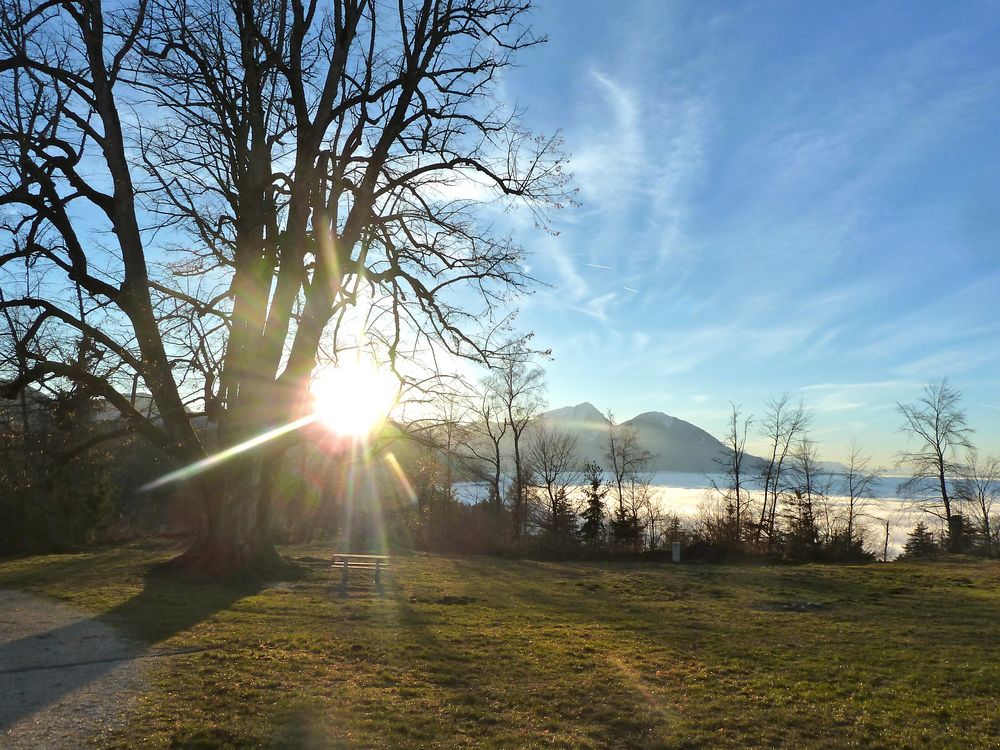 Alte Linde am Hemmaberg