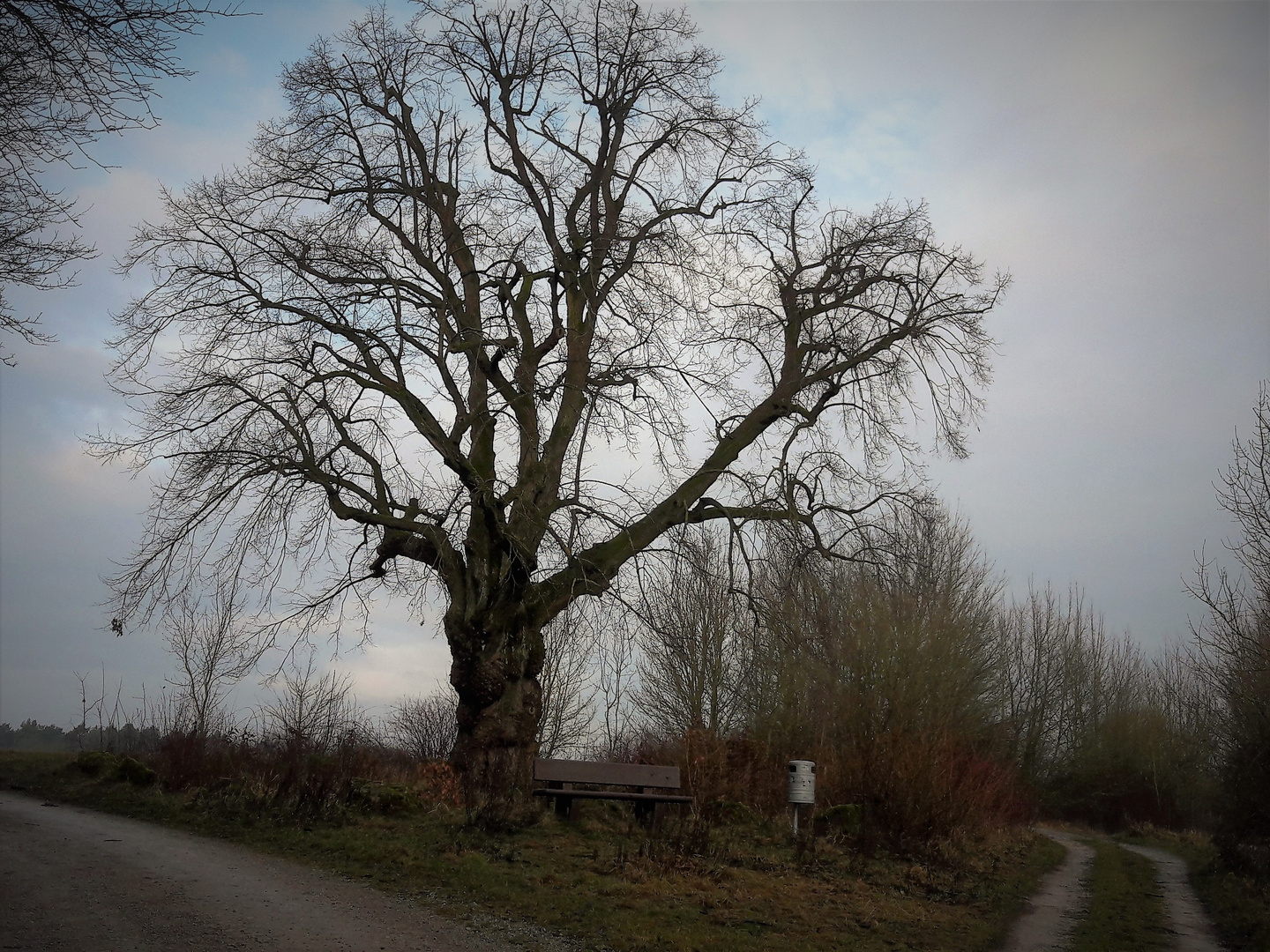 Alte Linde am Sultmer.