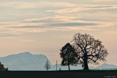 Alte Linde bei Rottbach