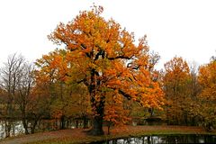 Alte Linde im herbstlichen Gewand