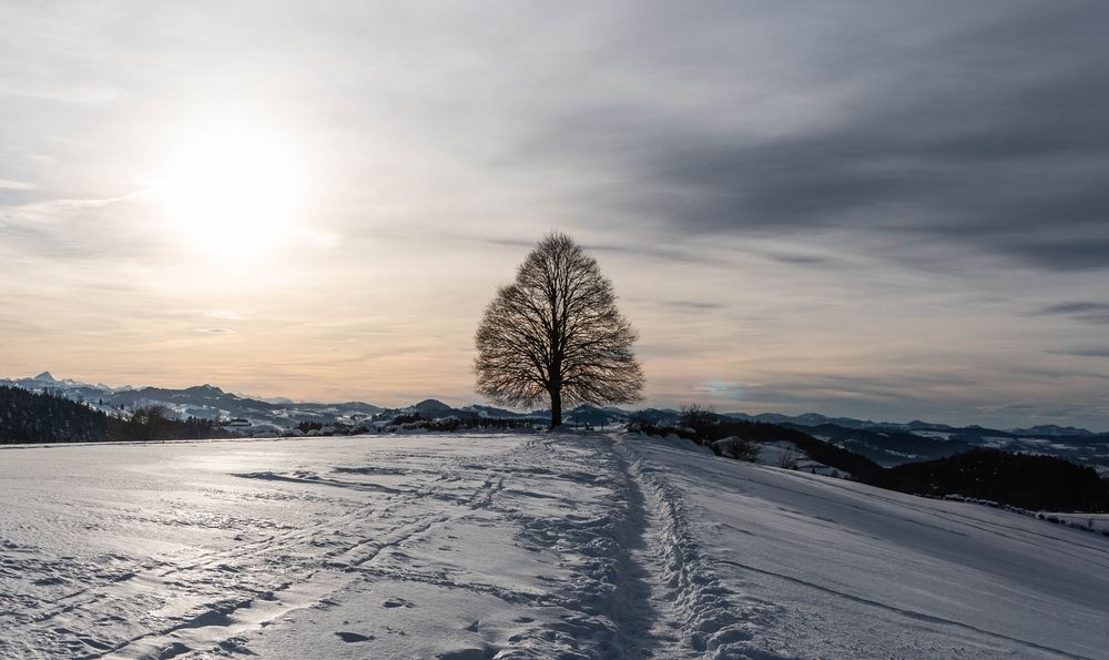 Alte Linde im Winter