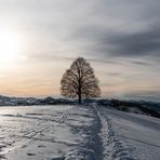 Alte Linde im Winter