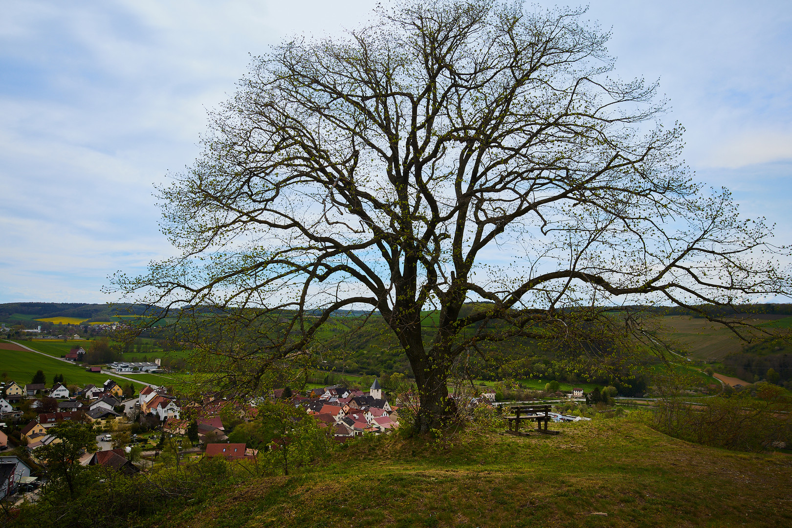 alte Linde Sachsenflur