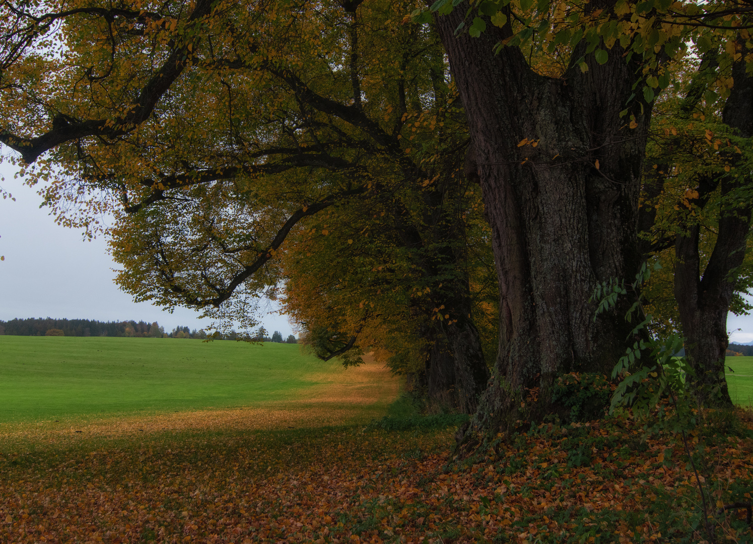 Alte Linden im Herbst