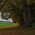 Alte Linden im Herbst