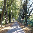 Alte Lindenallee am Feldweg