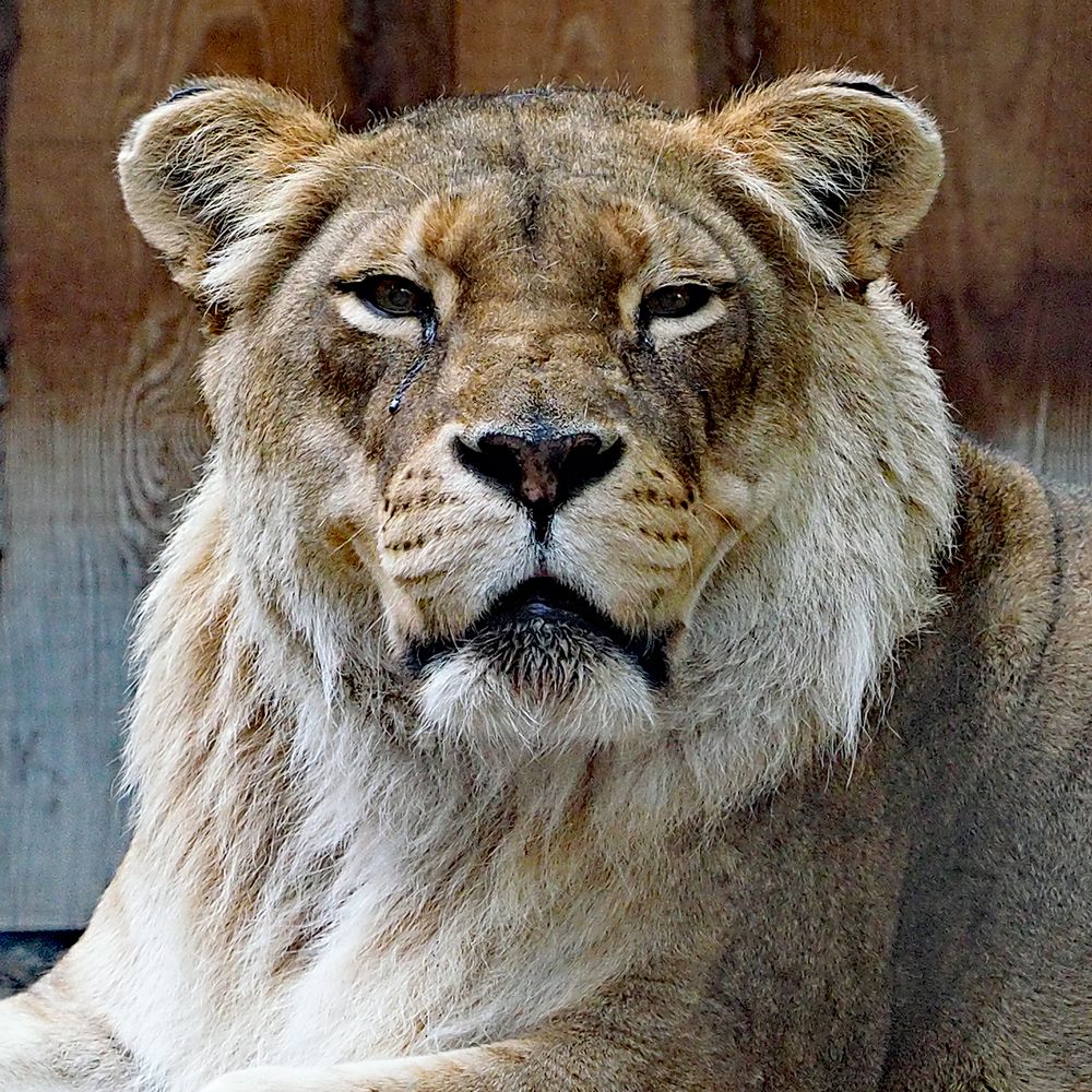 Alte Lowin... Foto & Bild tiere, zoo, wildpark & falknerei