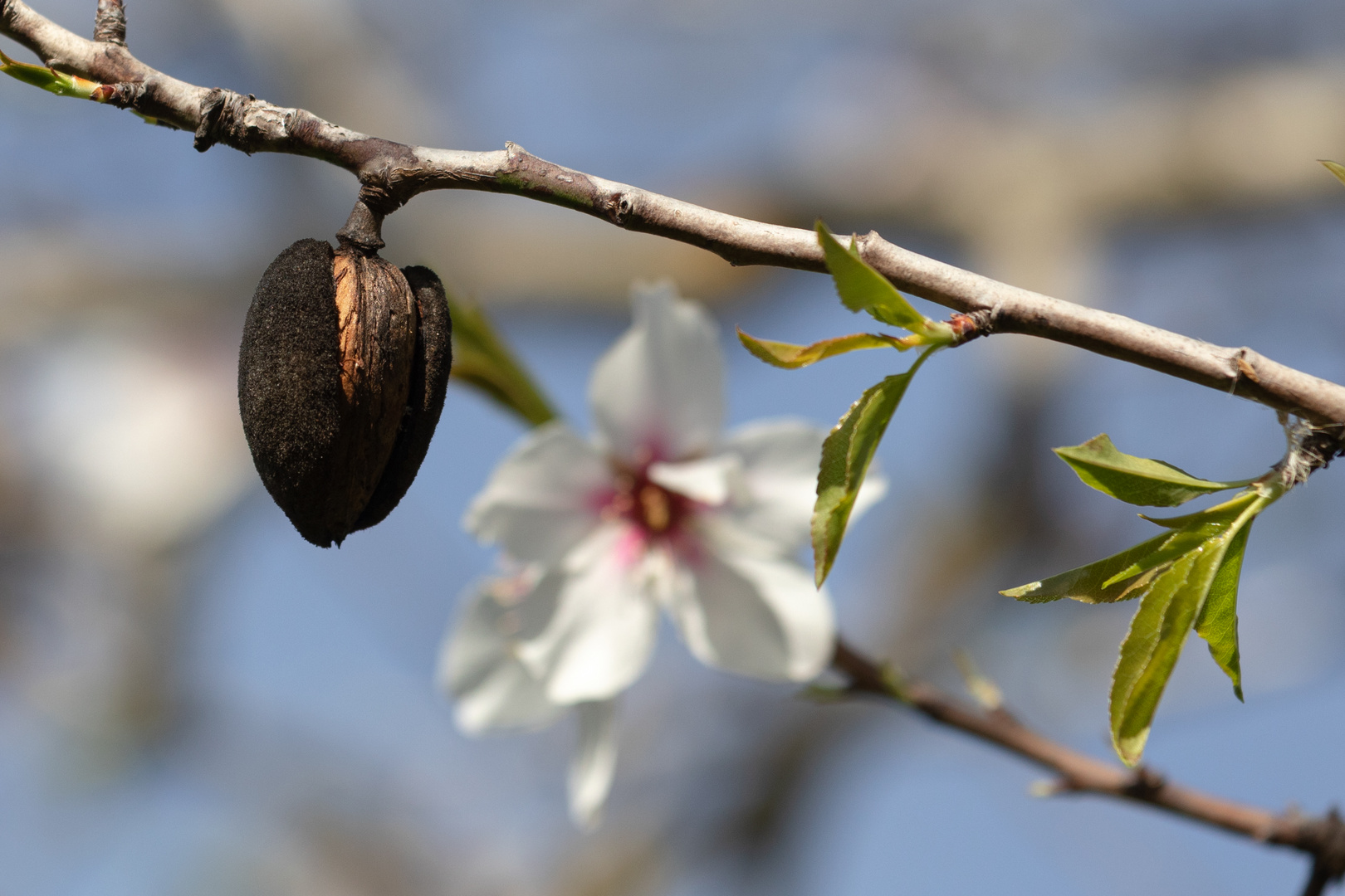 Alte Mandel und neue Blüte