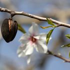 Alte Mandel und neue Blüte