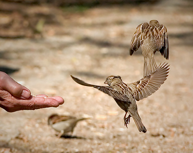 ...Alte Mann und Vögel