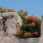 Alte Mauer junges Leben