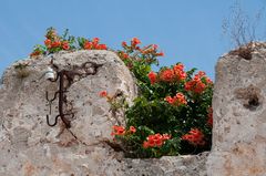 Alte Mauer junges Leben