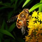 "Alte Mistbiene" kann man mit Fug und recht zu dieser Schwebfliege (Fam. Syrphidae)sagen.