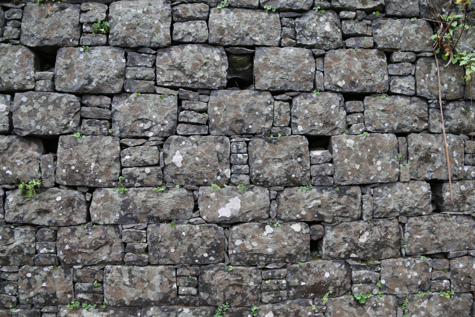 Alte Natursteinmauer im Eukalyptuswald von Madeira