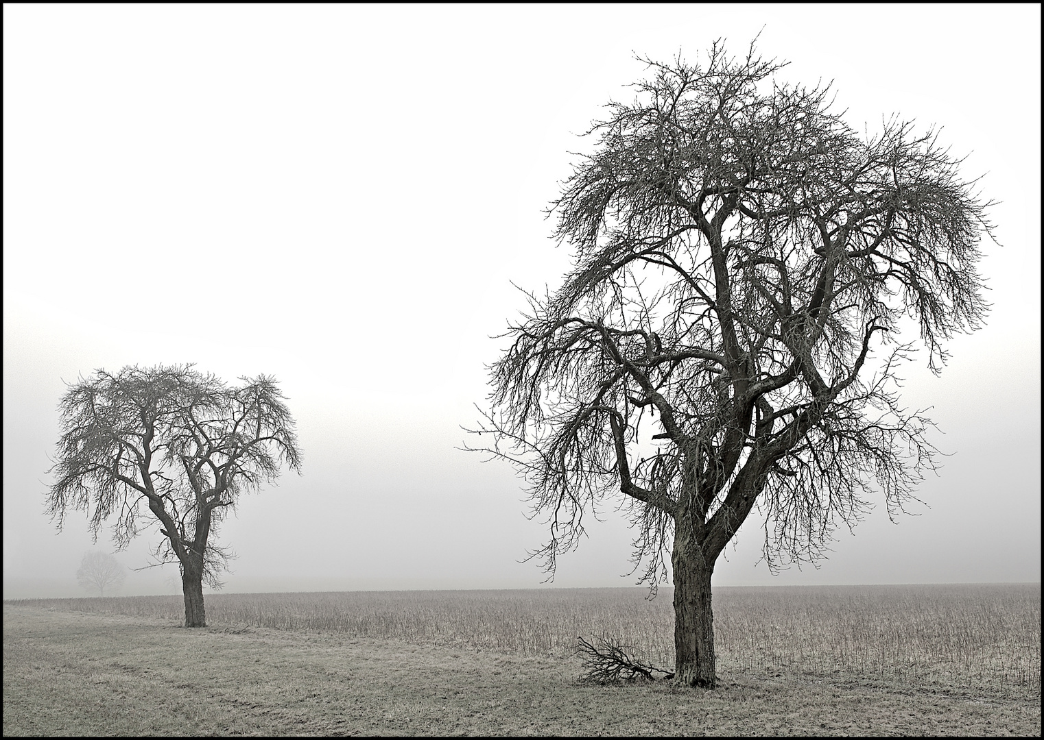 Alte Obstbäume