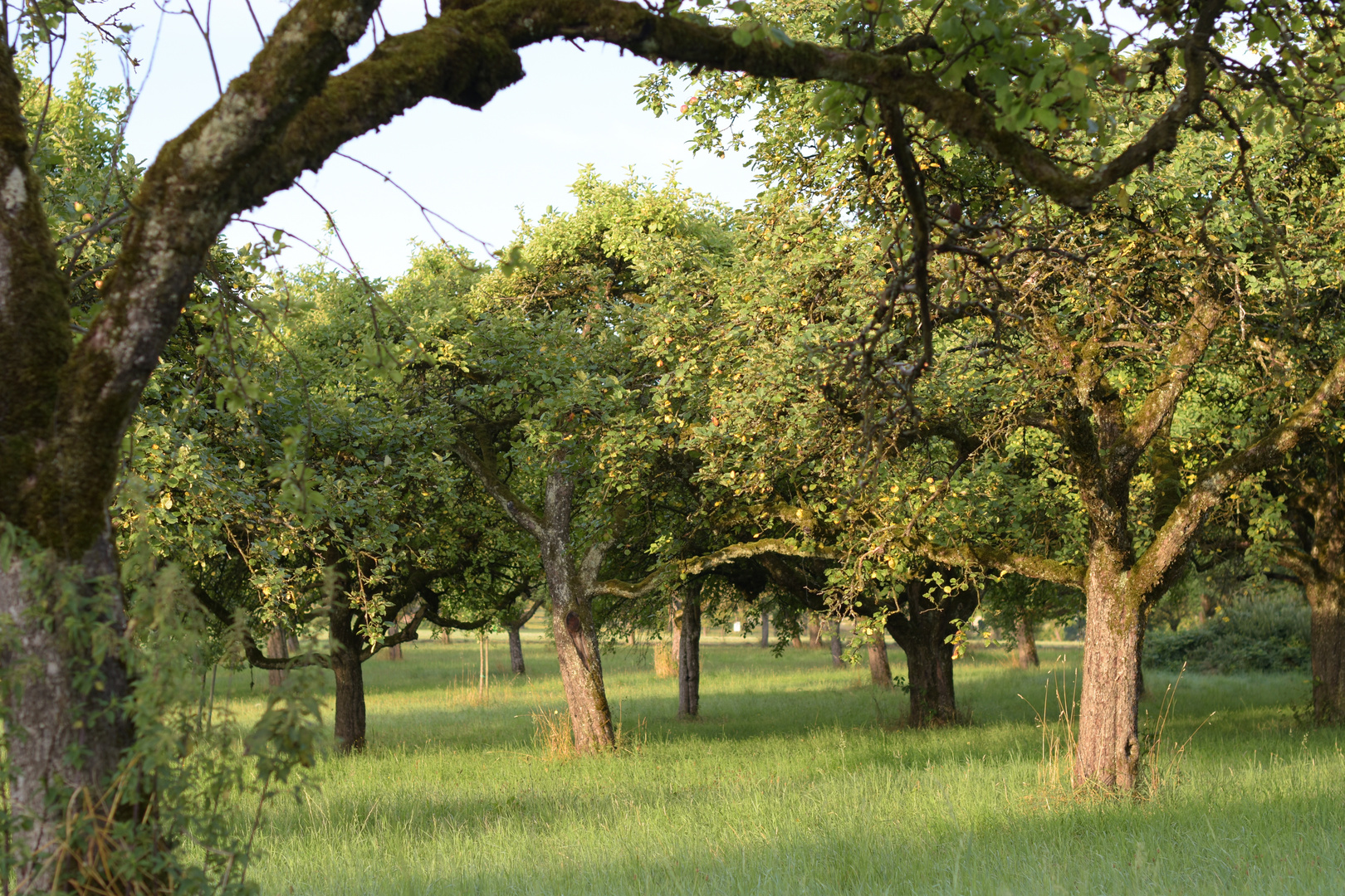Alte Obstbäume Foto & Bild landschaft, natur Bilder auf