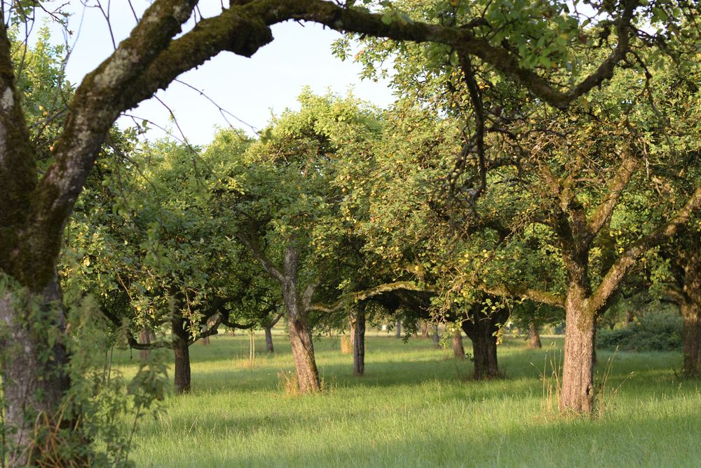 Alte Obstbäume Foto & Bild landschaft, natur Bilder auf