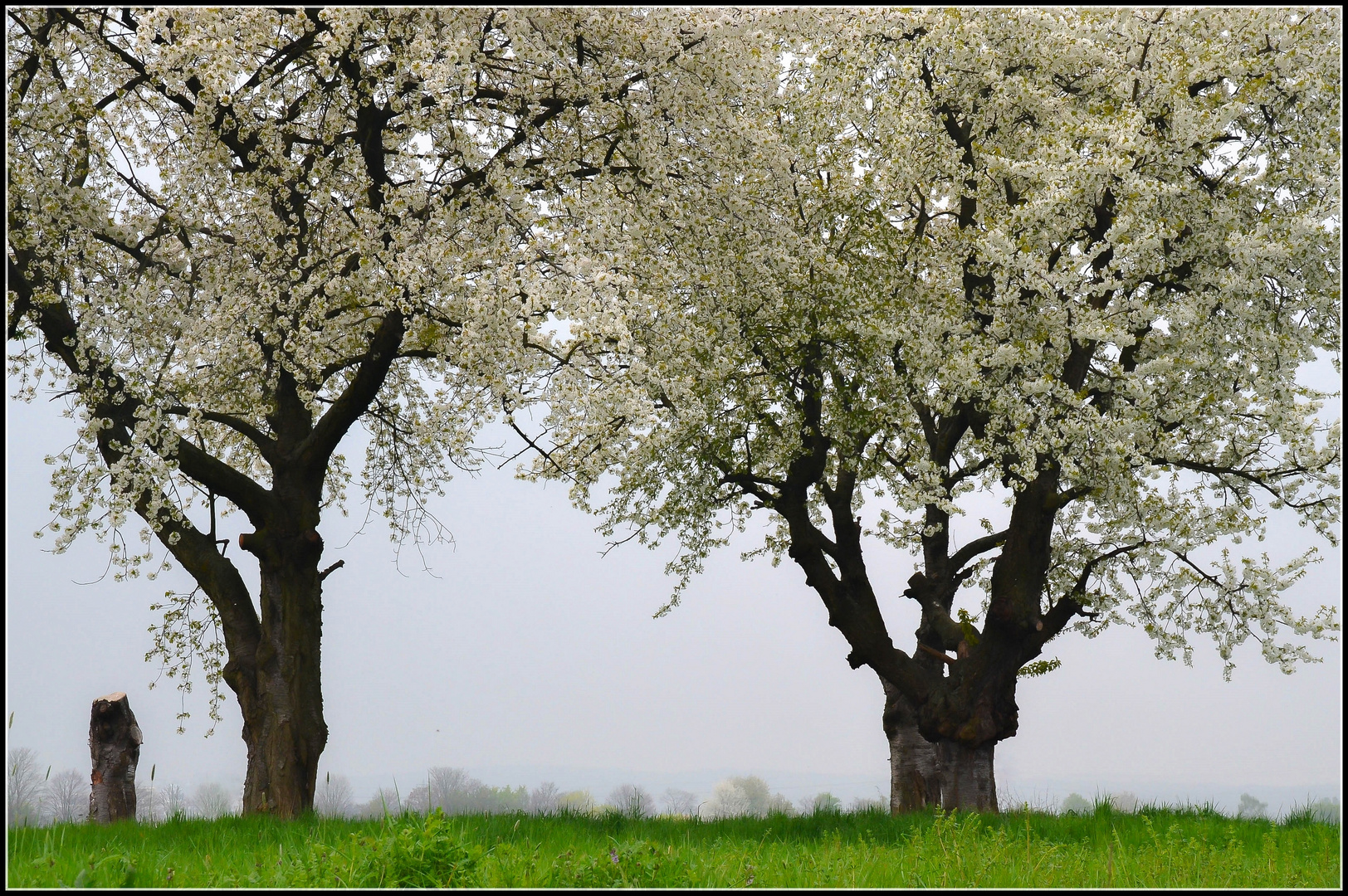 Alte Obstbäume in voller Blüte, ...