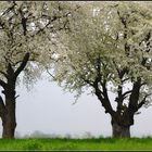 Alte Obstbäume in voller Blüte, ...