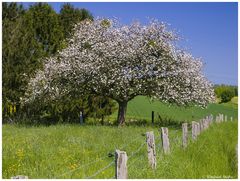 Alte Obstbaumwiese bei Overath im Bergischen Land