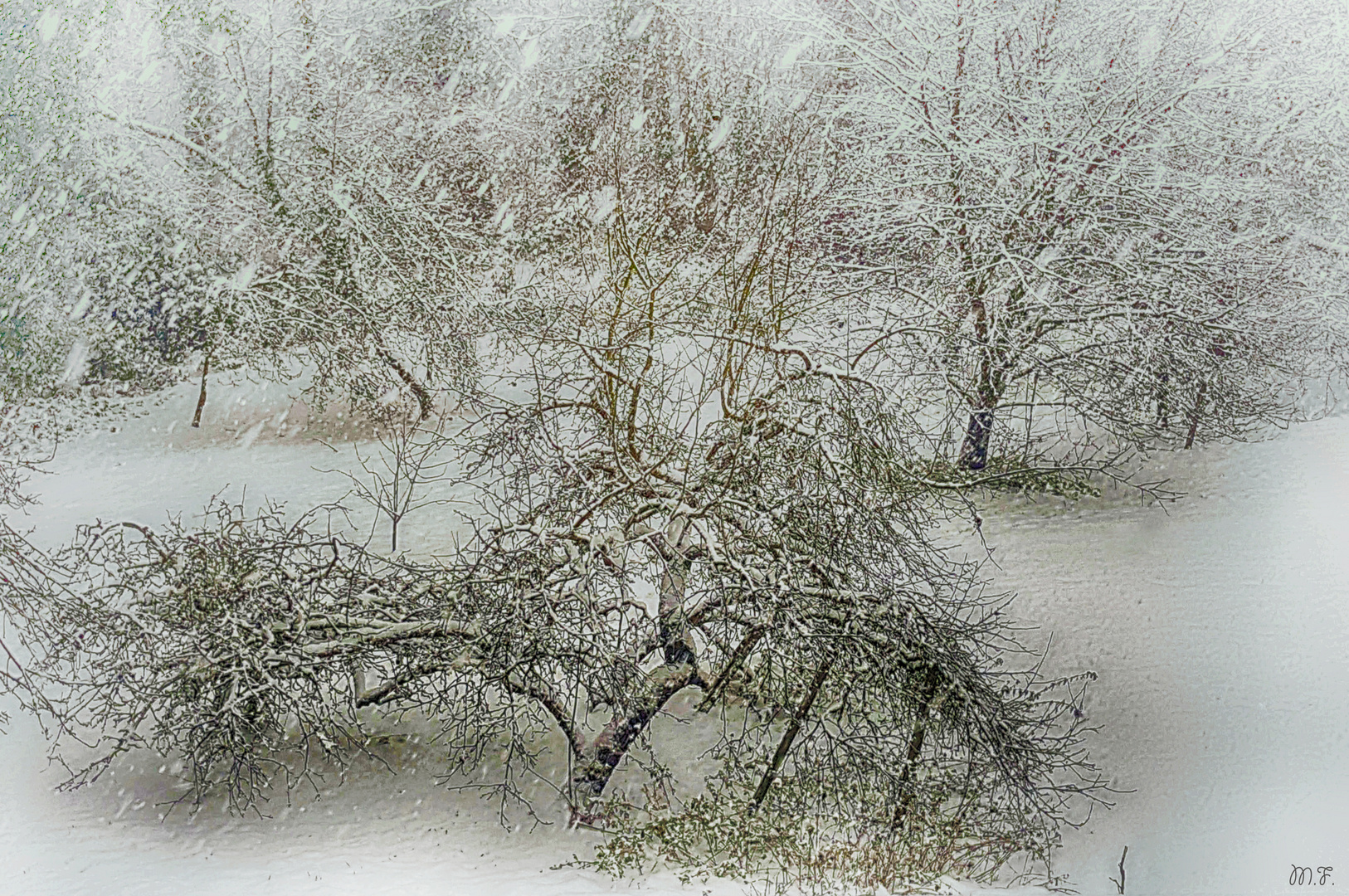 Alte Obstwiese