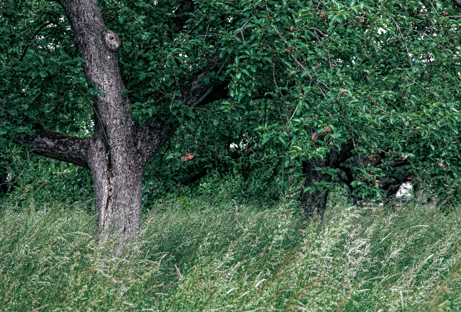 Alte Obstwiesen