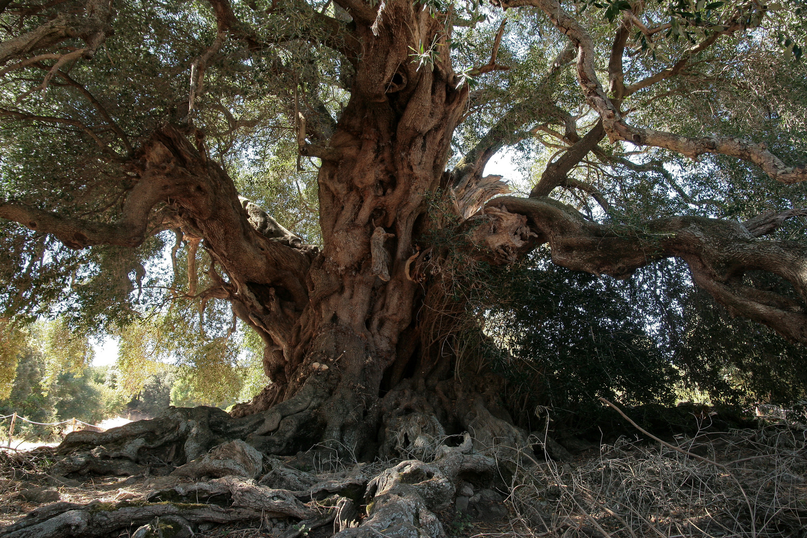 alte Olive Foto & Bild Bilder auf