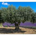 Alte Olive im Lavendelfeld