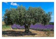 Alte Olive im Lavendelfeld