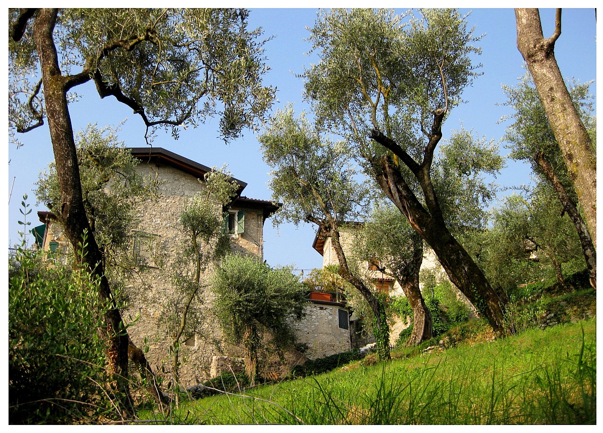 Alte Olivenplantage