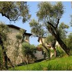 Alte Olivenplantage