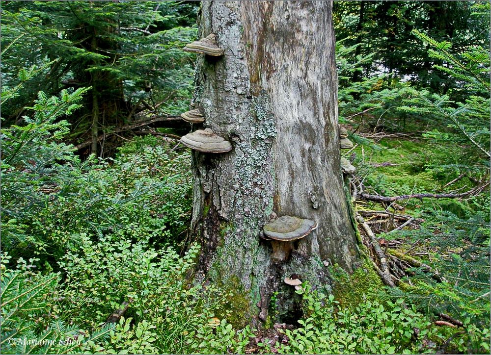 Alte Pilze im Heidelbeerwald...