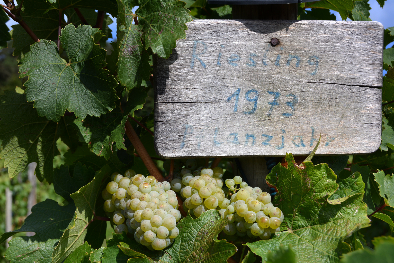 Alte Reben Foto & Bild pflanzen, pilze & flechten, früchte und beeren