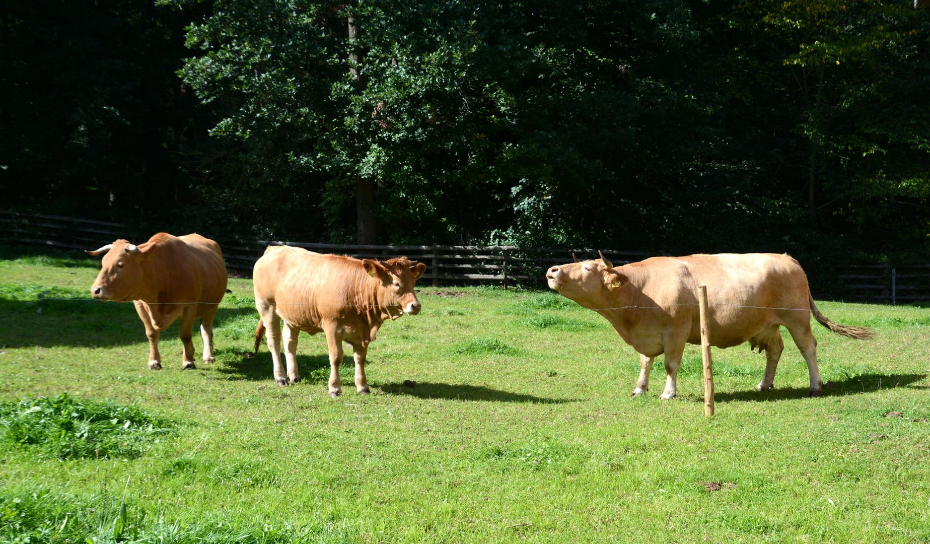 Alte Rinderrasse der Eifel: Das Glan-Donnersberg-Rind: 