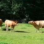 Alte Rinderrasse der Eifel: Das Glan-Donnersberg-Rind: 