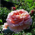 Alte Rose