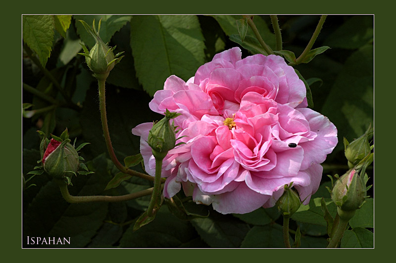 Alte Rose III