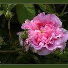 Alte Rose III